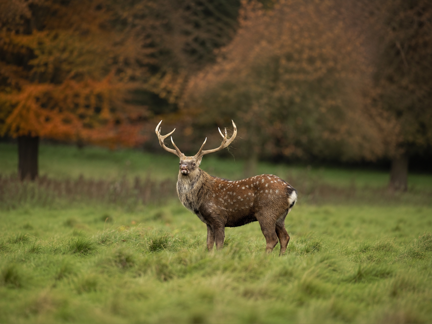 Sika Buck